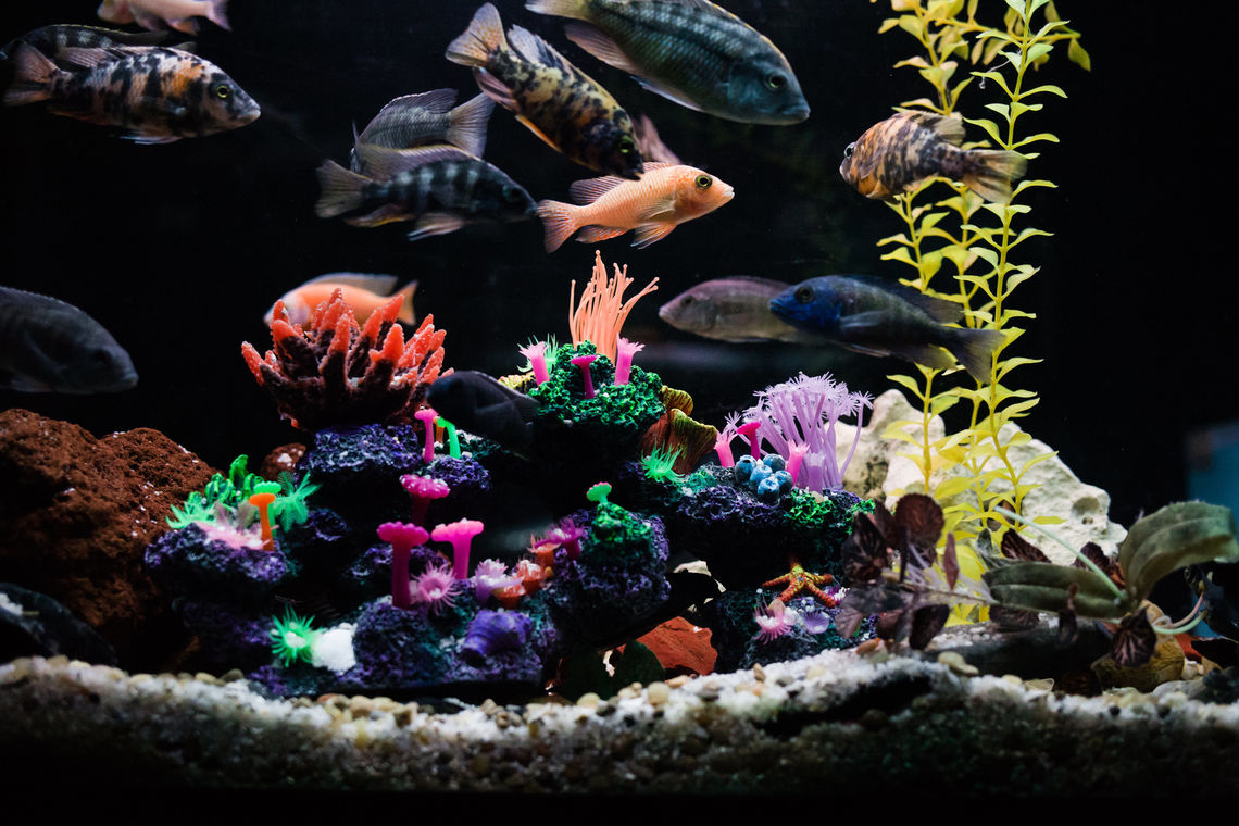 Photo: World Wide Aquarium Fish Tank