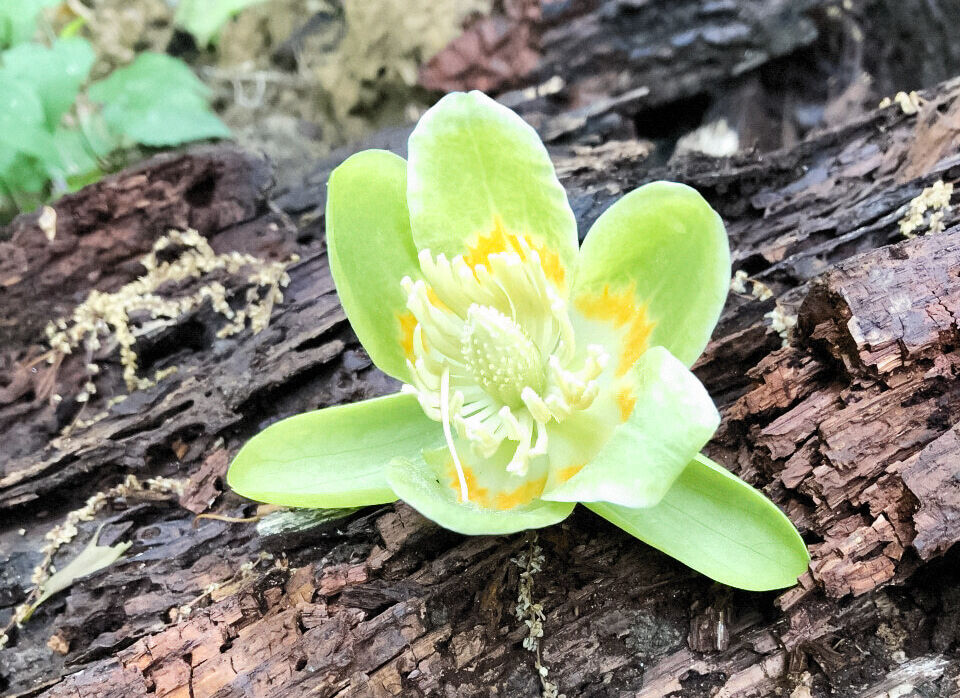 Photo: Tulip tree